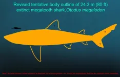 Megalodon’s body size and form uncover why certain aquatic vertebrates can achieve gigantism