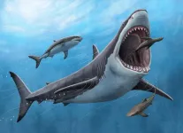 Megalodon was no cold-blooded killer