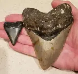 Megalodon was no cold-blooded killer 2