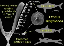 Megalodons gave birth to large newborns that likely grew by eating unhatched eggs in womb