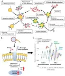 Melanopsin DNA aptamers can regulate input signals of mammalian circadian rhythms by altering the phase of the molecular clock 2