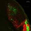 Melanopsin looks on the bright side of life