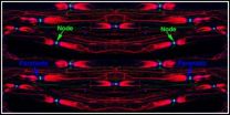 Membrane molecule keeps nerve impulses hopping