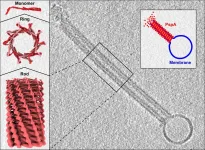 Membrane proteins of bacteria and humans show surprising similarities