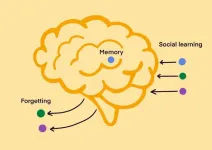 Memory, forgetting, and social learning