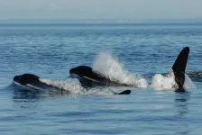 Menopause explains why some female whales live so long