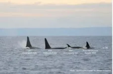 Menopause explains why some female whales live so long 2