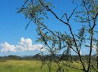 Mesquite trees displacing Southwestern grasslands