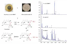 Metabolic potential and molecular diversity of natural products from microorganisms