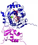 Metal ions help COVID-19 virus to disguise itself