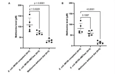 Methionine restriction reverses old-age obesity in mice