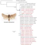 Mezcal worm in a bottle: DNA evidence suggests a single moth species 2