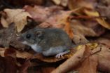 Mice give ticks a free lunch 2