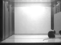 Mice pass the mirror test, a classic indicator of self-recognition