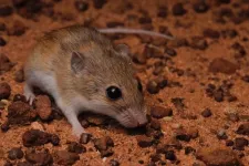 Mice surprise: Australian researchers discover new native species