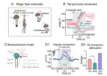 Mice tails whip up new insights into balance and neurodegenerative disease research