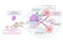 Mice with humanized immune systems to test cancer immunotherapies