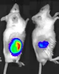 Mice with humanized immune systems to test cancer immunotherapies 2