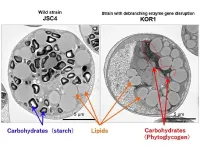 Microalgae biofuels: Changing carbohydrates into lipids