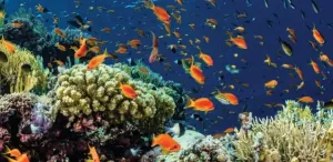 Microbiome boost may help corals resist bleaching