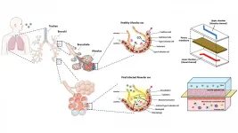 Microchip models of human lungs enable better understanding of disease, immune response