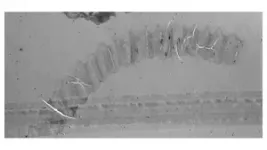 Microfossils shed light on the long fossil record of euglenoids 3