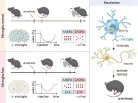 Microglia act as a “facilitator and stabilizer” for anesthesia