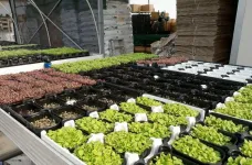 Microgreens made to order: Italian scientists have tailored iodine and potassium content of radishes, peas, rocket and chard