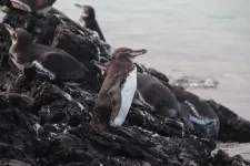 Microplastics may be accumulating rapidly in endangered Galápagos penguins’ food web