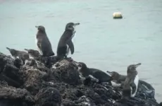 Microplastics may be accumulating rapidly in endangered Galápagos penguins’ food web 2