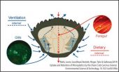 Microplastics worse for crabs and other marine life than previously thought, study shows