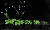 MicroRNAs in plants: Regulation of the regulator