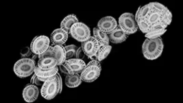 Microscopic chalk discs in oceans play a key role in earth’s carbon cycle by propagating viruses