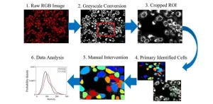 Microscopy approach offers new way to study cancer therapeutics at single-cell level