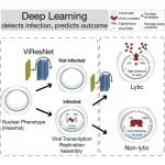 Microscopy deep learning predicts viral infections