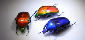 Microstructure found in beetles exoskeleton contributes to color and damage resistance