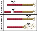 Microtubule-based strategies for promoting nerve regeneration after injury