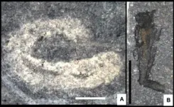 Middle Ordovician “marine dwarf world” found from Castle Bank, Wales (UK) 2