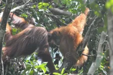 Migrant orangutans learn which foods are good to eat by watching the locals