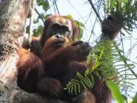 Migrant orangutans learn which foods are good to eat by watching the locals 2