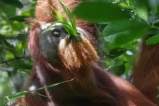 Migrant orangutans learn which foods are good to eat by watching the locals 3