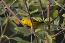 Migratory birds track climate across the year