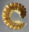 Millipede family added to Australian fauna