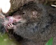 Mini marsupial goes from sex fests to cannibal feasts