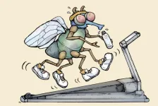 Miniature treadmills accelerate studies of insects walking