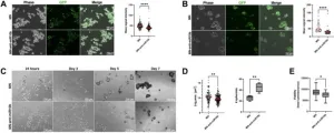 miR-10b Inhibition: A strategy for treating metastatic breast cancer