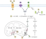 Mitochondria at the crossroads of cholestatic liver injury: Targeting novel therapeutic avenues