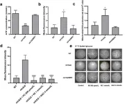 Mitochondrial phosphate carrier plays an important role in virulence of Candida albicans