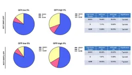 Mitophagy and cancer: BNIP3/BNIP3L’s role in stemness, ATP production, proliferation, and cell migration