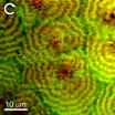 Mix masters: NIST scientists image the molecular structure of polymer blends